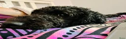 Poodle dogs for sale: Happy and loving standard poodle girl - Advert 5