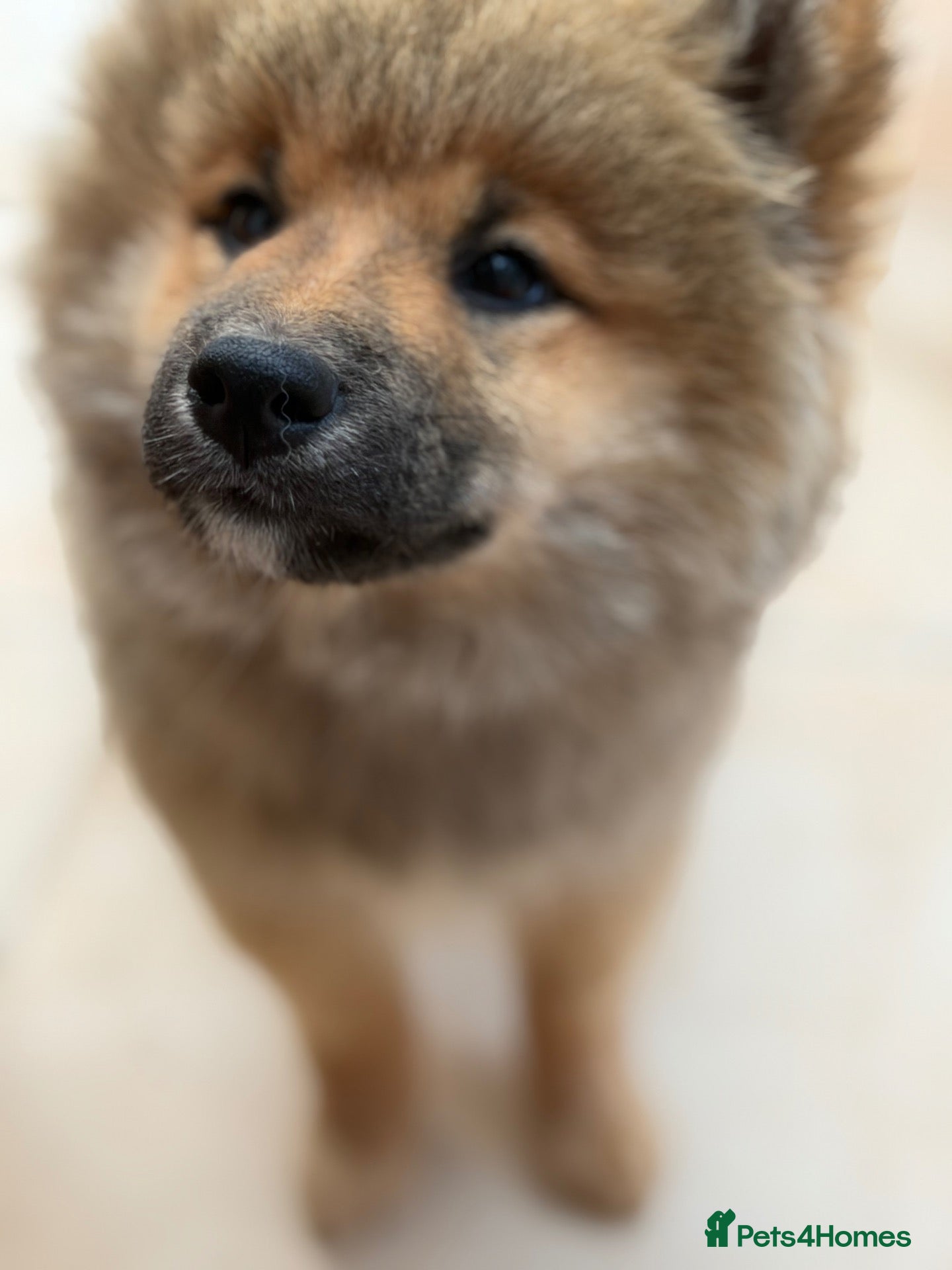 Japanese Shiba Inu dogs Shiba Inu puppies parents health tested  - Advert 2