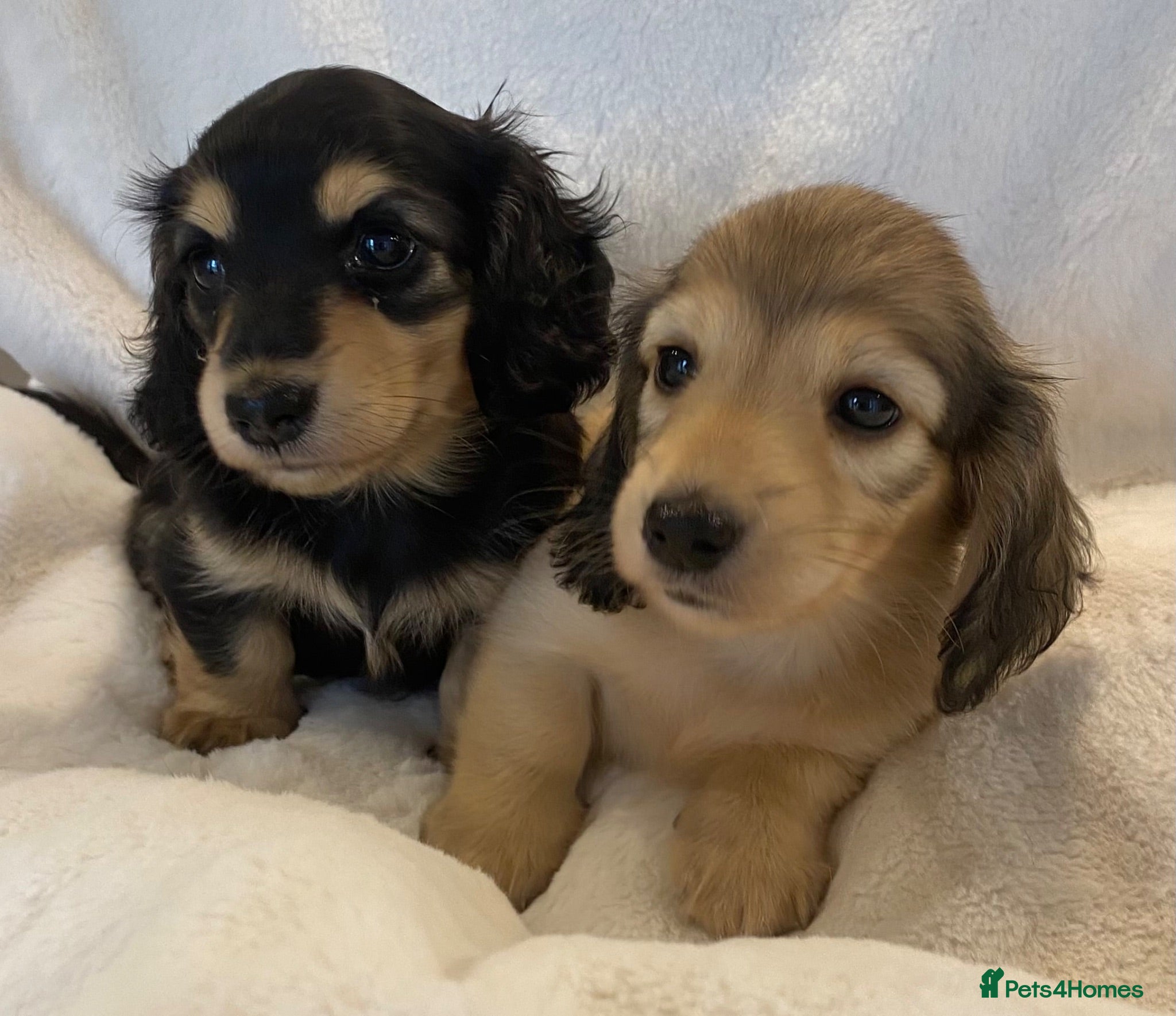 Miniature Dachshund dogs Longhair miniature dachshunds - Advert 2