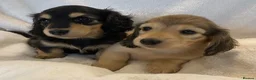 Miniature Dachshund dogs for sale: Longhair miniature dachshunds - Advert 1