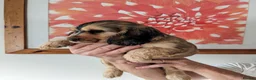 Cocker Spaniel dogs for sale: Beautiful Sable Show Cocker Spaniels - Advert 4
