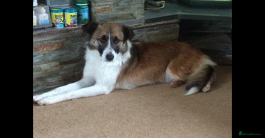 Mixed Breed dogs - Advert 4