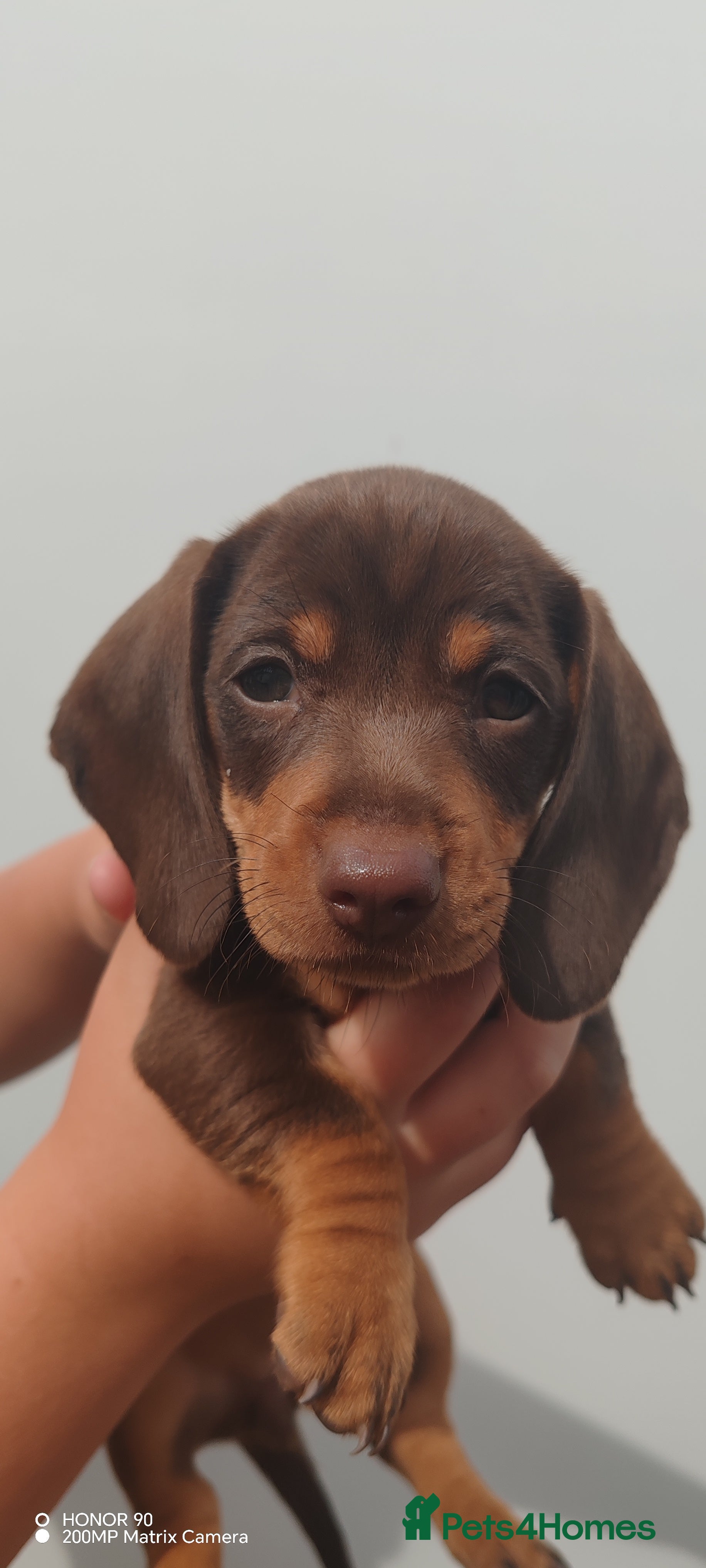 Dachshund dogs Pra Clear Minature Daushaund Puppies  - Advert 2