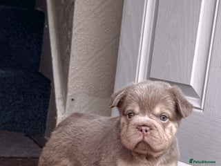 French Bulldog dogs - Advert 2