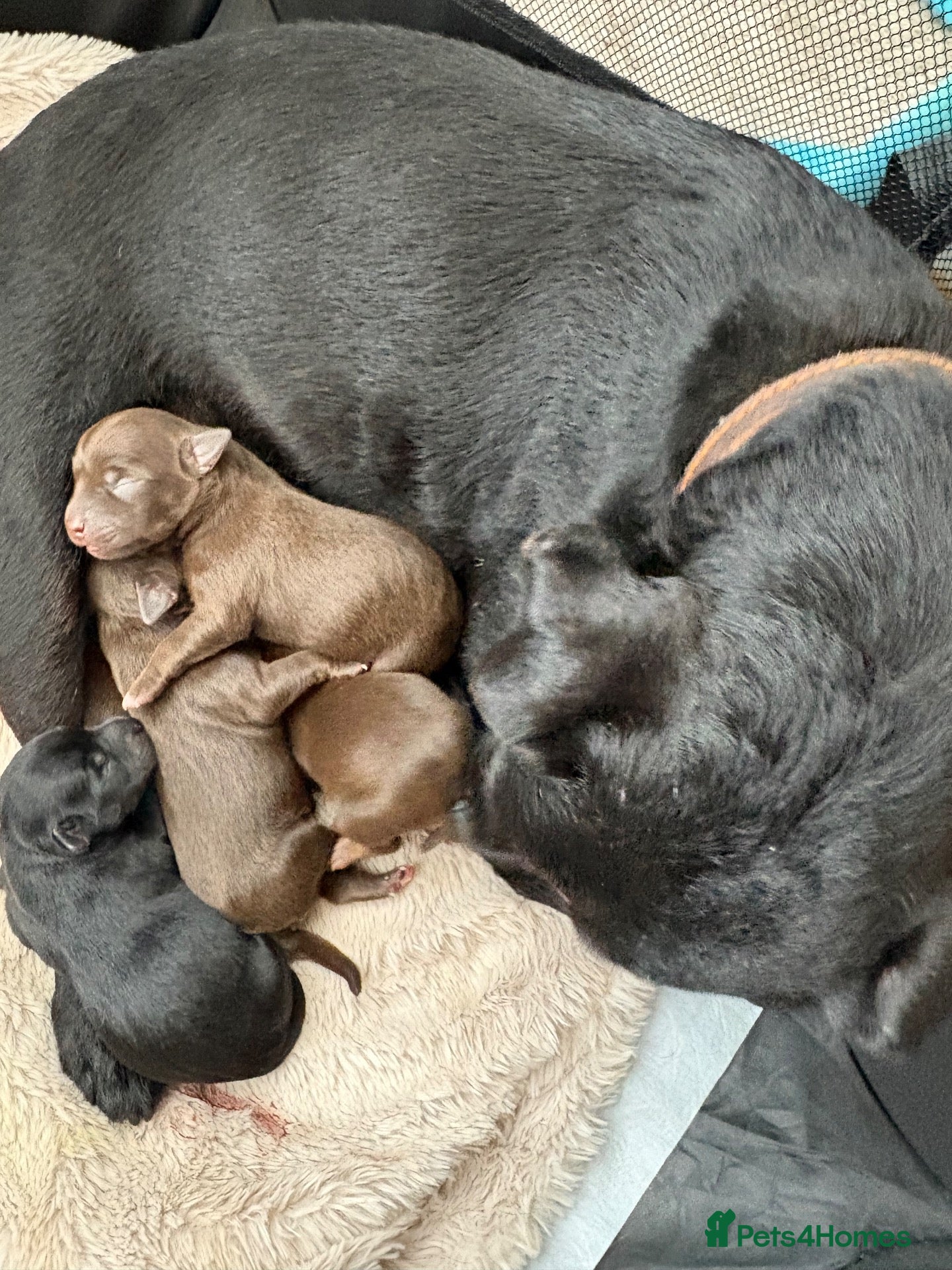 Mixed Breed dogs Chihuahua x patterdale - Advert 1
