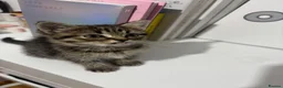 Mixed Breed cats for sale: Tabby kitten Kitten  - Advert 4