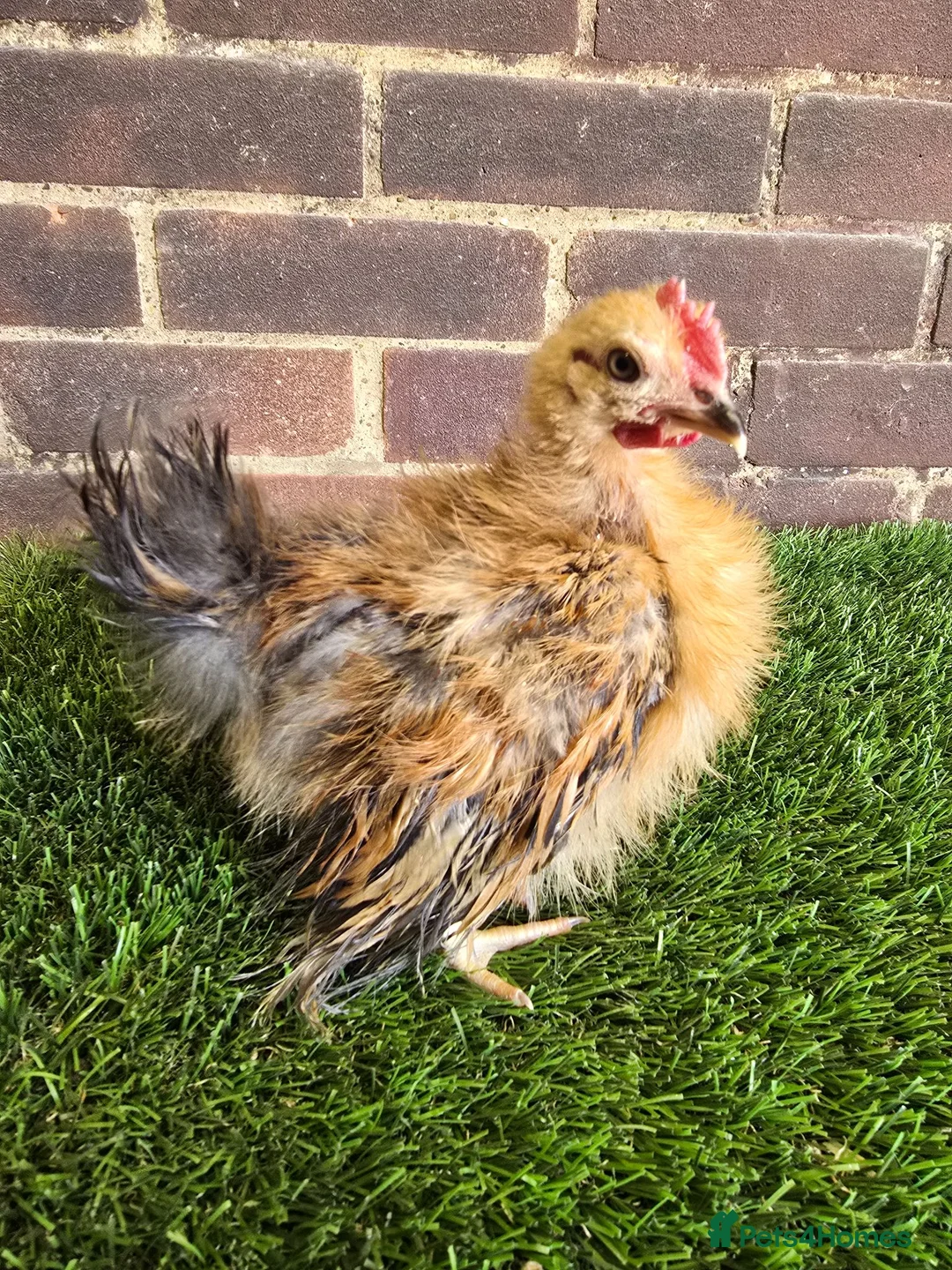 Chickens poultry for sale: Serama Pullets  - Advert 6
