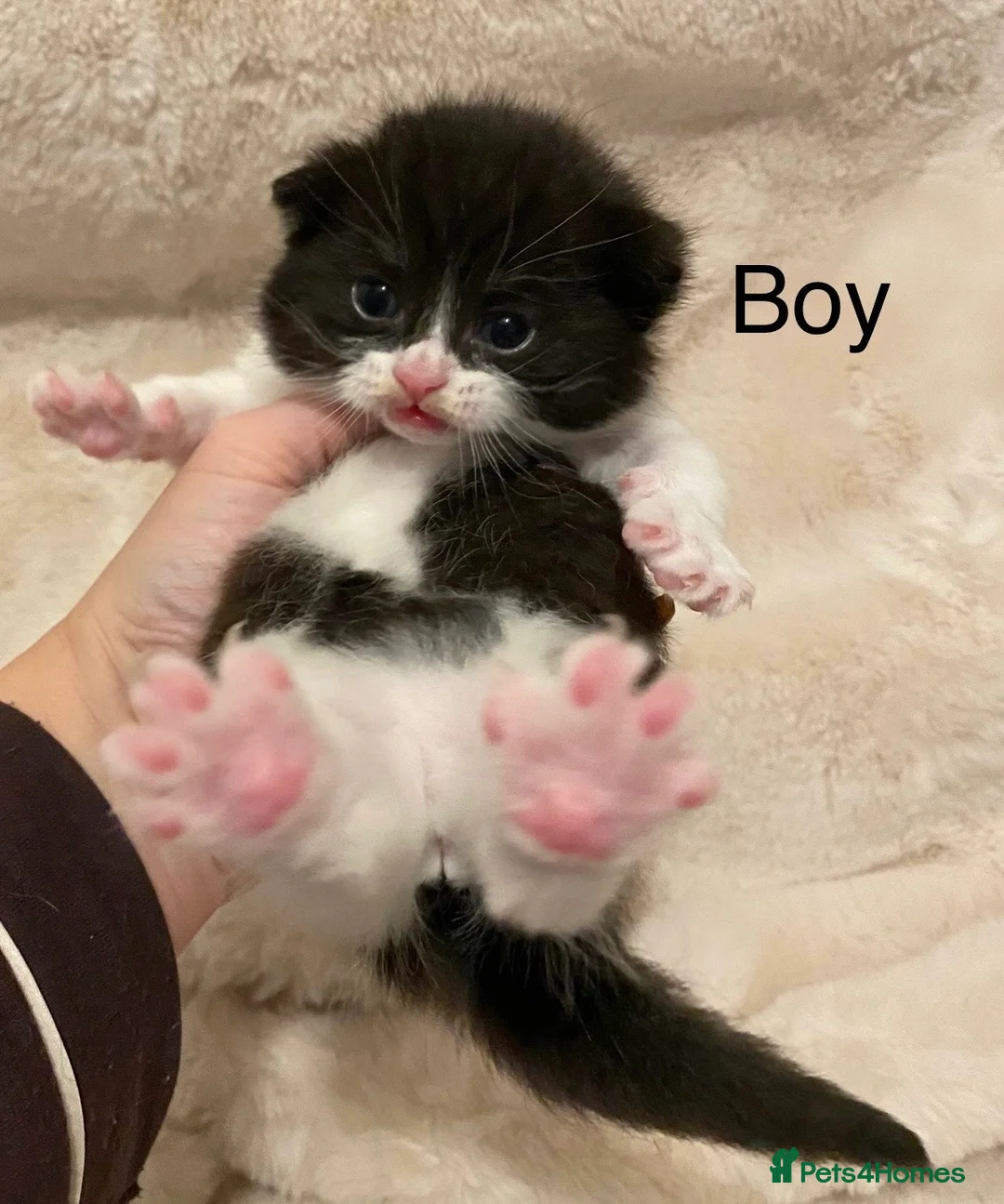 British Shorthair cats for sale: Very docile girl & boy  - Advert 7