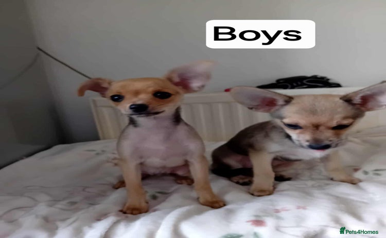Miniature Pinscher dogs - Advert 1