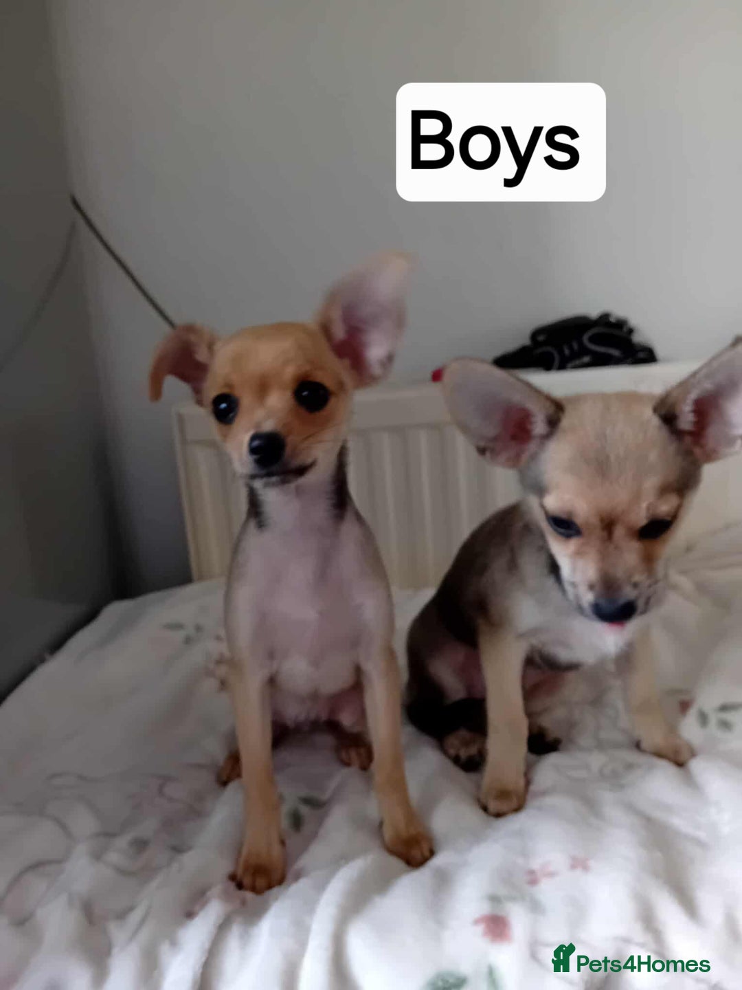 Miniature Pinscher dogs for sale: Mini pinscher for sele  - Image 2