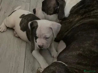 American Bulldog dogs American Bulldog Puppies - Advert 1