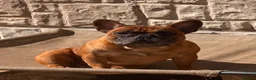 French Bulldog dogs for sale: Champion Sired red fawn French bulldog puppies  - Advert 13