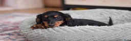 Miniature Dachshund dogs for sale: Miniature Dachshunds longhaired  - Advert 4