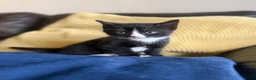 Mixed Breed cats for sale: Beautiful Kittens - Advert 4