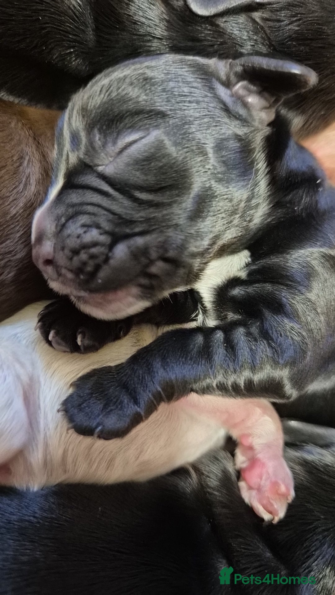 Cocker Spaniel dogs for sale: Stunning cocker spaniel pups - Advert 19