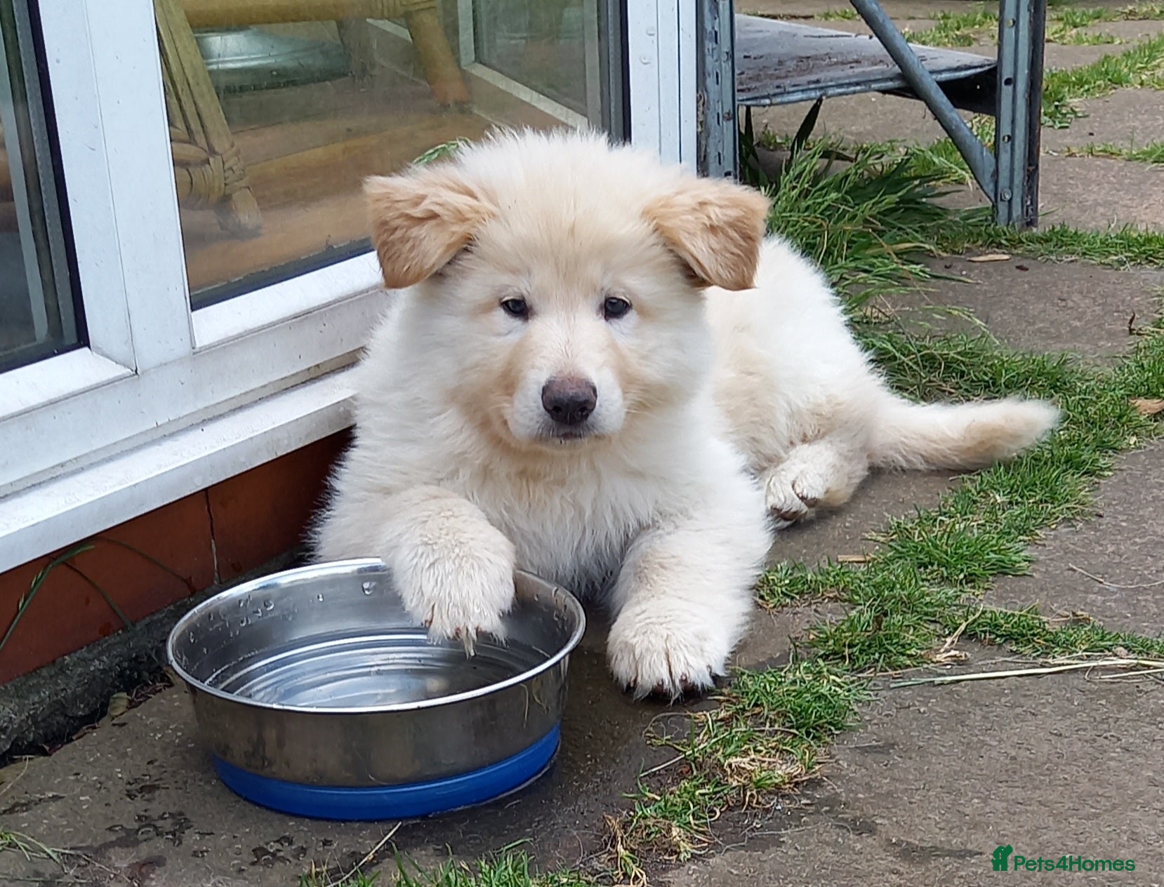 German Shepherd dogs Gorgeous German Shepherd pups for sale - Advert 2
