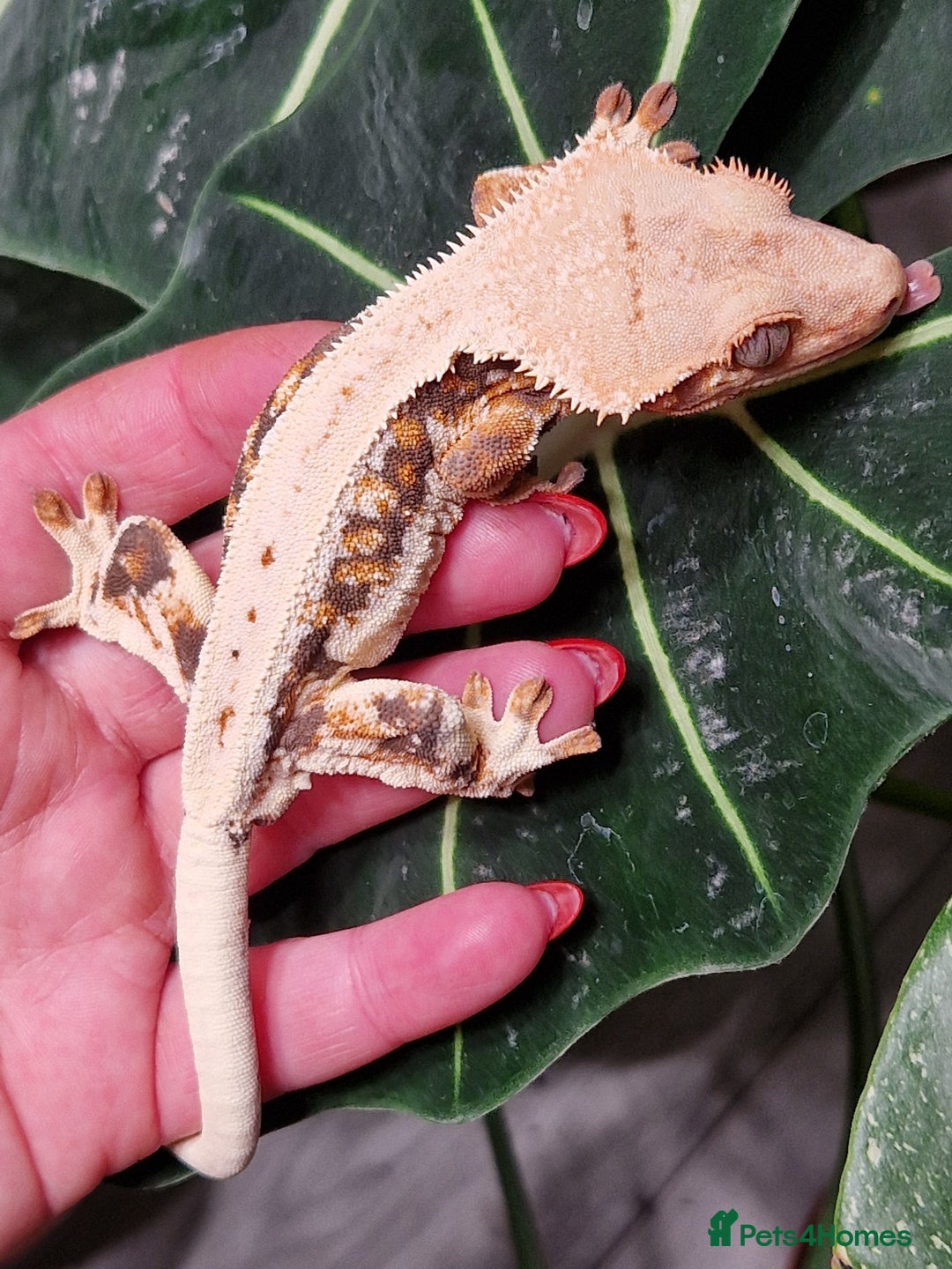 Gecko reptiles for sale: lily white crested geckos for sale - Advert 3