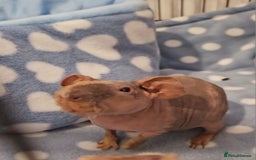 Guinea Pig rodents for sale: 2 bonded male skinny pigs - Image 1