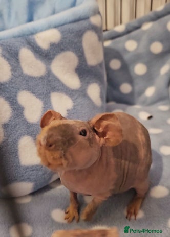 Guinea Pig rodents - Advert 9
