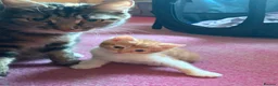 Mixed Breed cats for sale:  1 gorgeous fluffy kitten - Advert 3