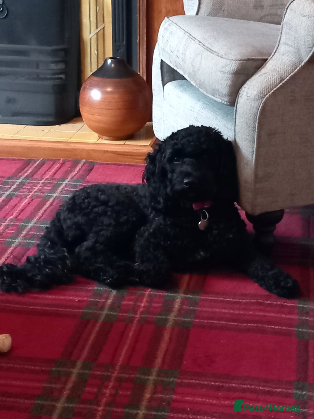 Sproodle dogs for sale: Springer Poodle cross for sale  - Advert 1