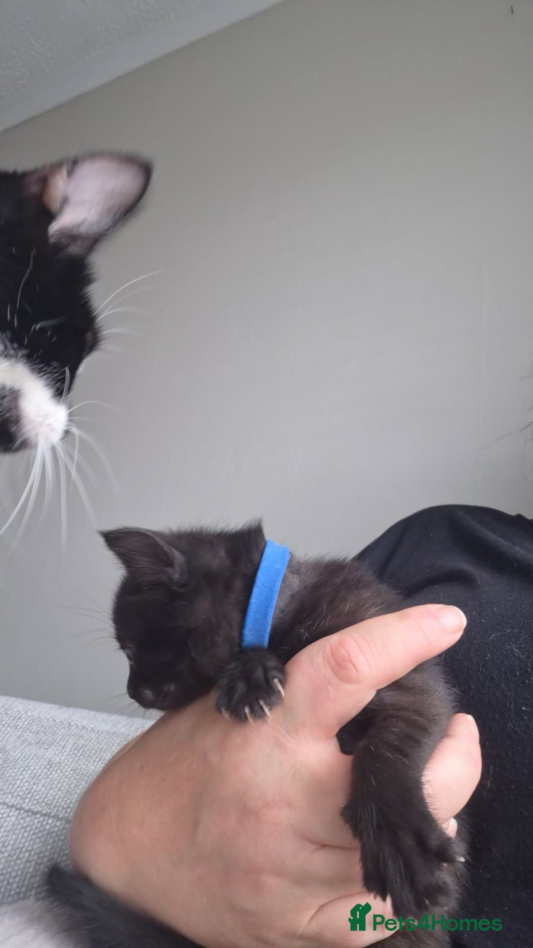 Domestic Shorthair cats 2 all black male cats - Advert 2