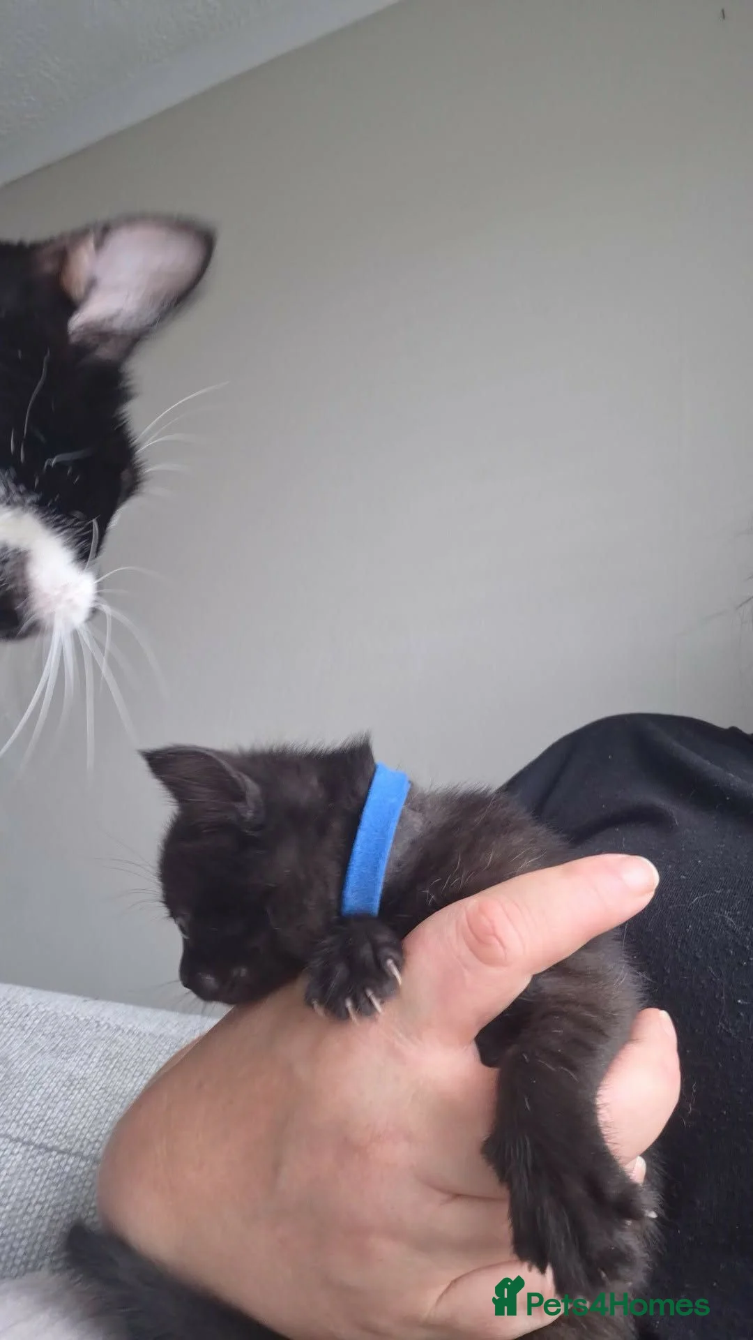 Domestic Shorthair cats for sale: 2 all black male cats in Washington - Advert 1
