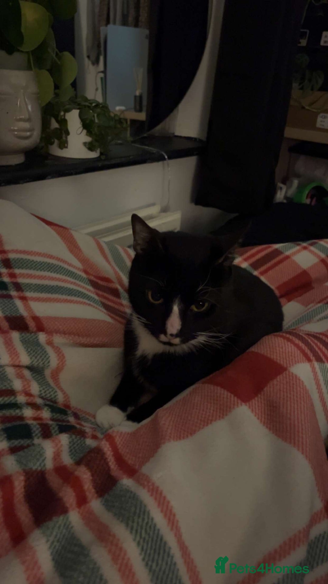 Mixed Breed cats for sale: tux cat - Advert 2