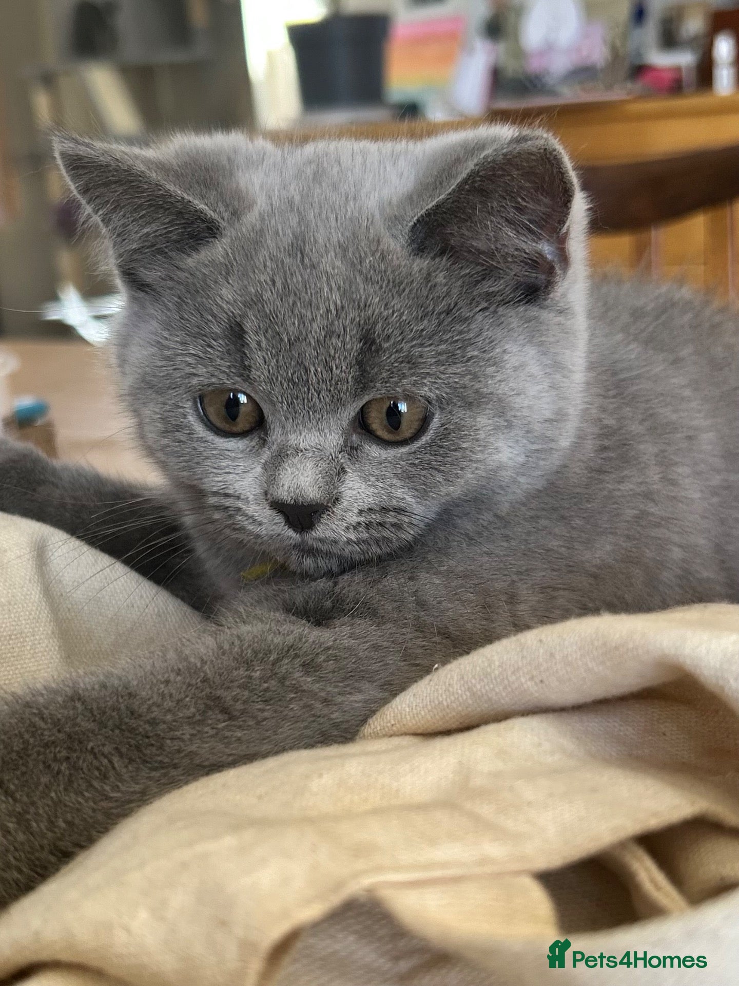 British Shorthair cats Ready in 1 week! GCCF reg British Shorthairs  - Advert 2