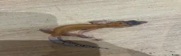 Gecko reptiles for sale: Baby leopard geckos for sale   - Advert 4