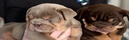 English Bulldog dogs for sale: British Bulldog Puppies - Advert 16