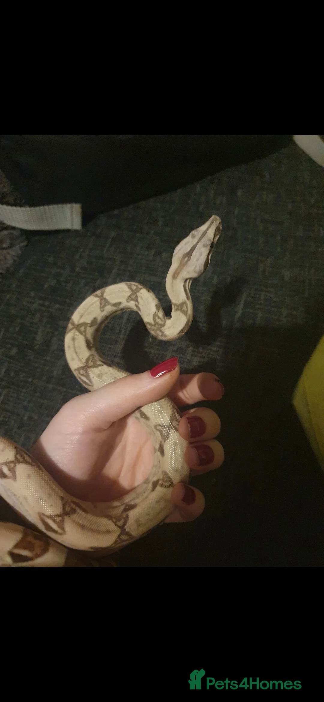 Boa Snake reptiles for sale: 5 year old red tail boa - Advert 3