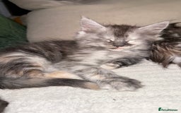 Maine Coon cats for sale: Maine Coon Kittens  - Image 3