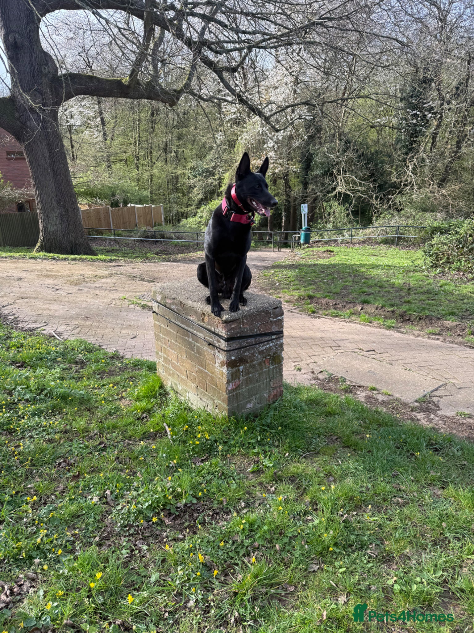 Belgian Shepherd Dog dogs Belgian Malinois for sale - Advert 2
