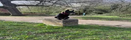 Belgian Shepherd Dog dogs for sale: Belgian Malinois for sale - Advert 3