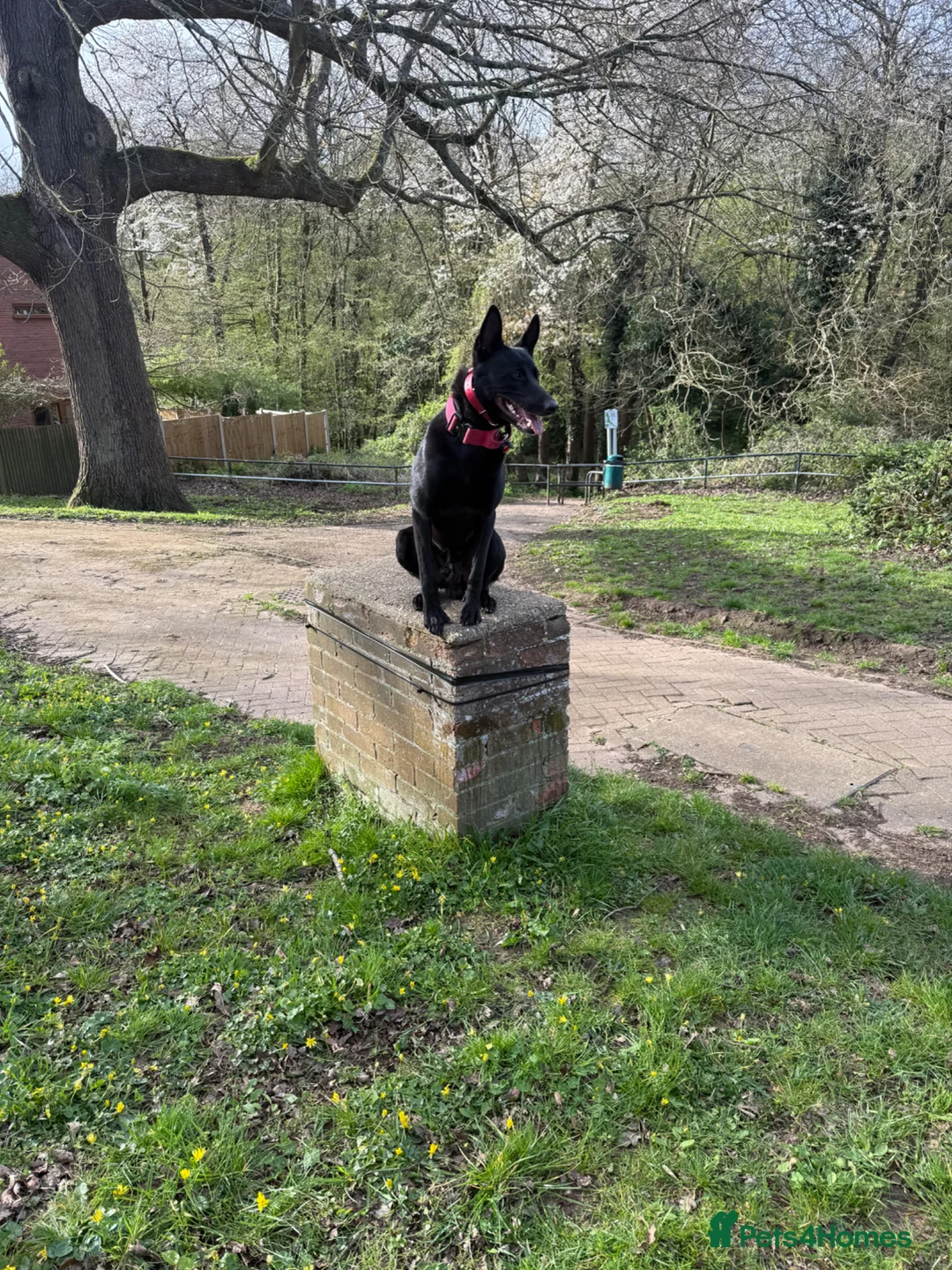 Belgian Shepherd Dog dogs for sale: Belgian Malinois for sale - Advert 1