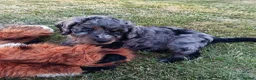 Cockapoo dogs for sale: Only one blue merle girl left, F2B Cockapoo  - Advert 26