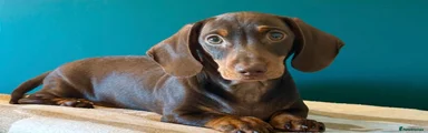 Miniature Dachshund 2