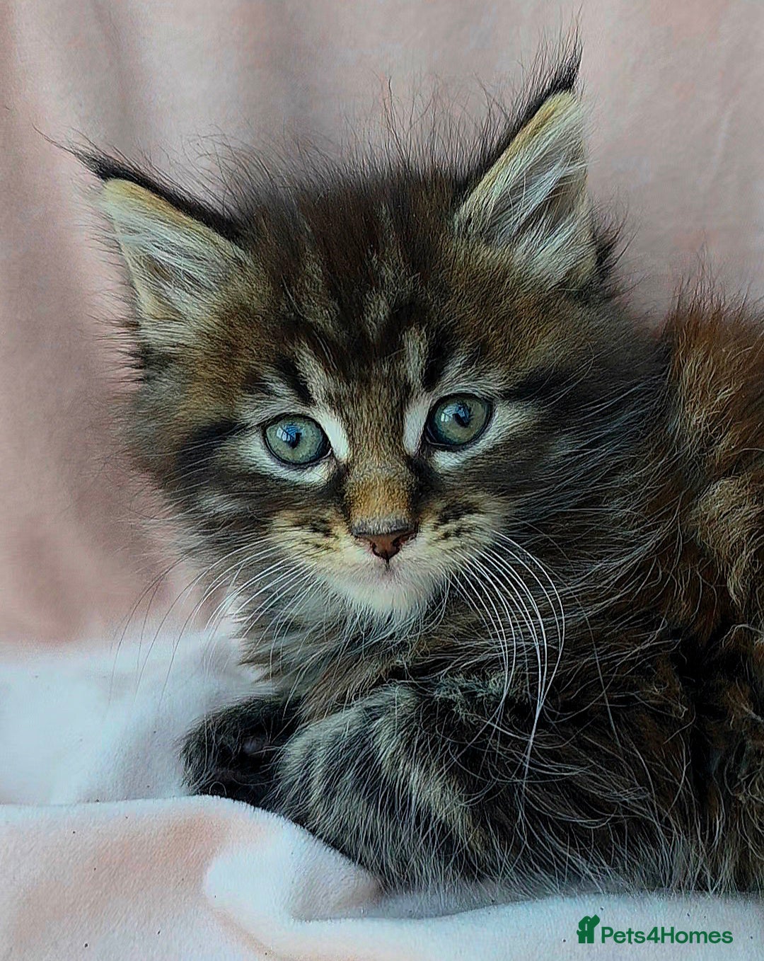 Maine Coon cats 2 Fluffy Maine Coon Kittens left!!! - Advert 13