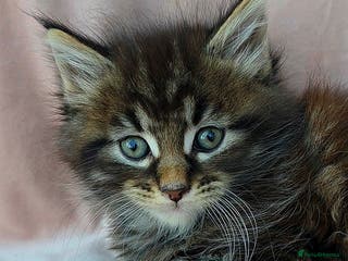 Maine Coon cats 2 Fluffy Maine Coon Kittens left!!! - Advert 13