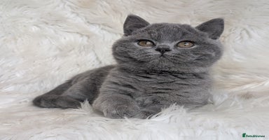 British Shorthair cats Amazing loving British shorthair kittens  - Advert 4