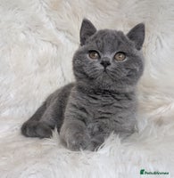 British Shorthair cats Amazing loving British shorthair kittens - Advert 7