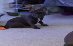 French Bulldog dogs for sale: French bulldog pups KC Reg - Image 5