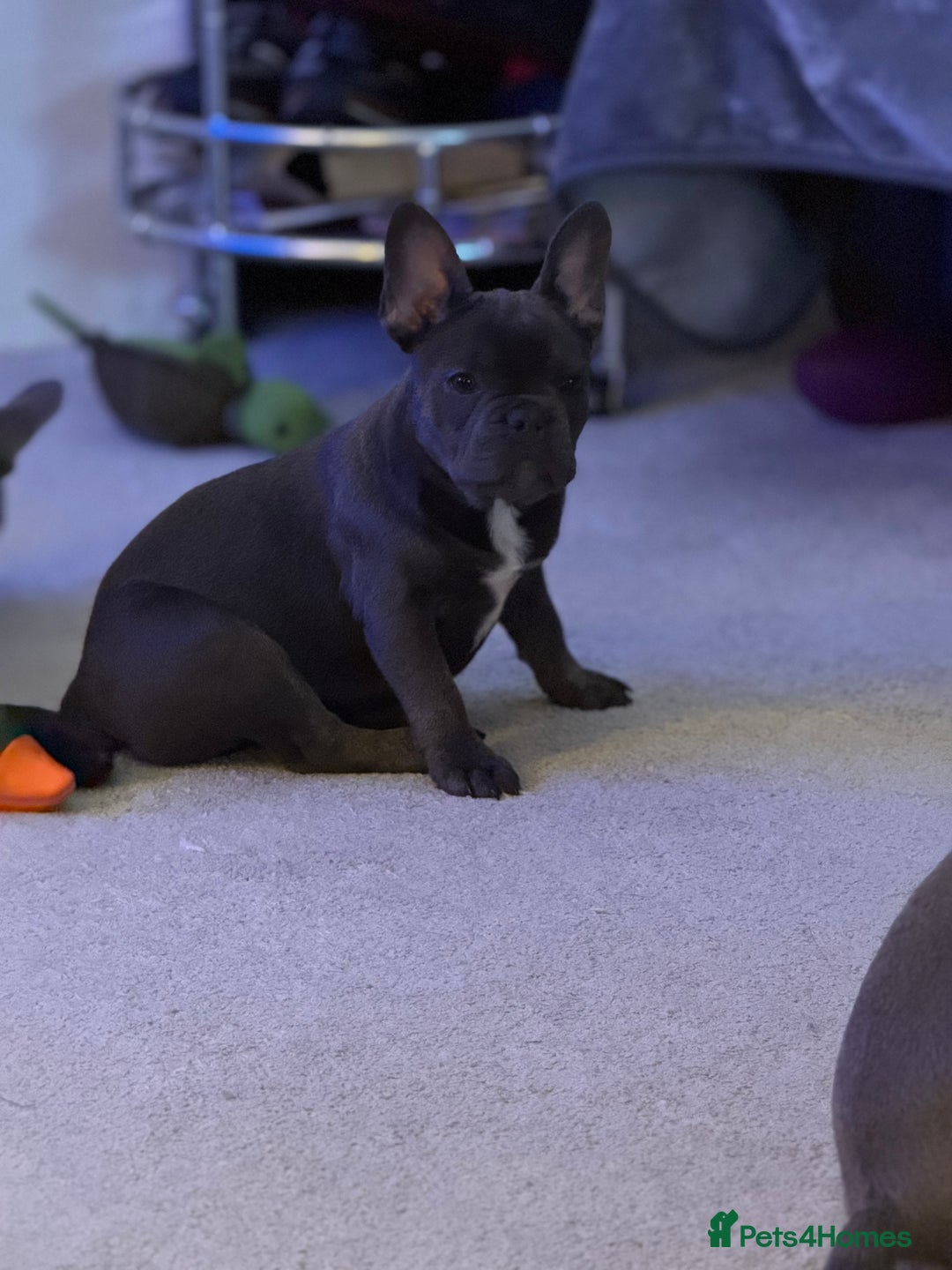 French Bulldog dogs for sale: French bulldog pups KC Reg - Image 5
