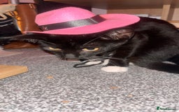 Mixed Breed cats for sale: Isha and Freya - Image 13