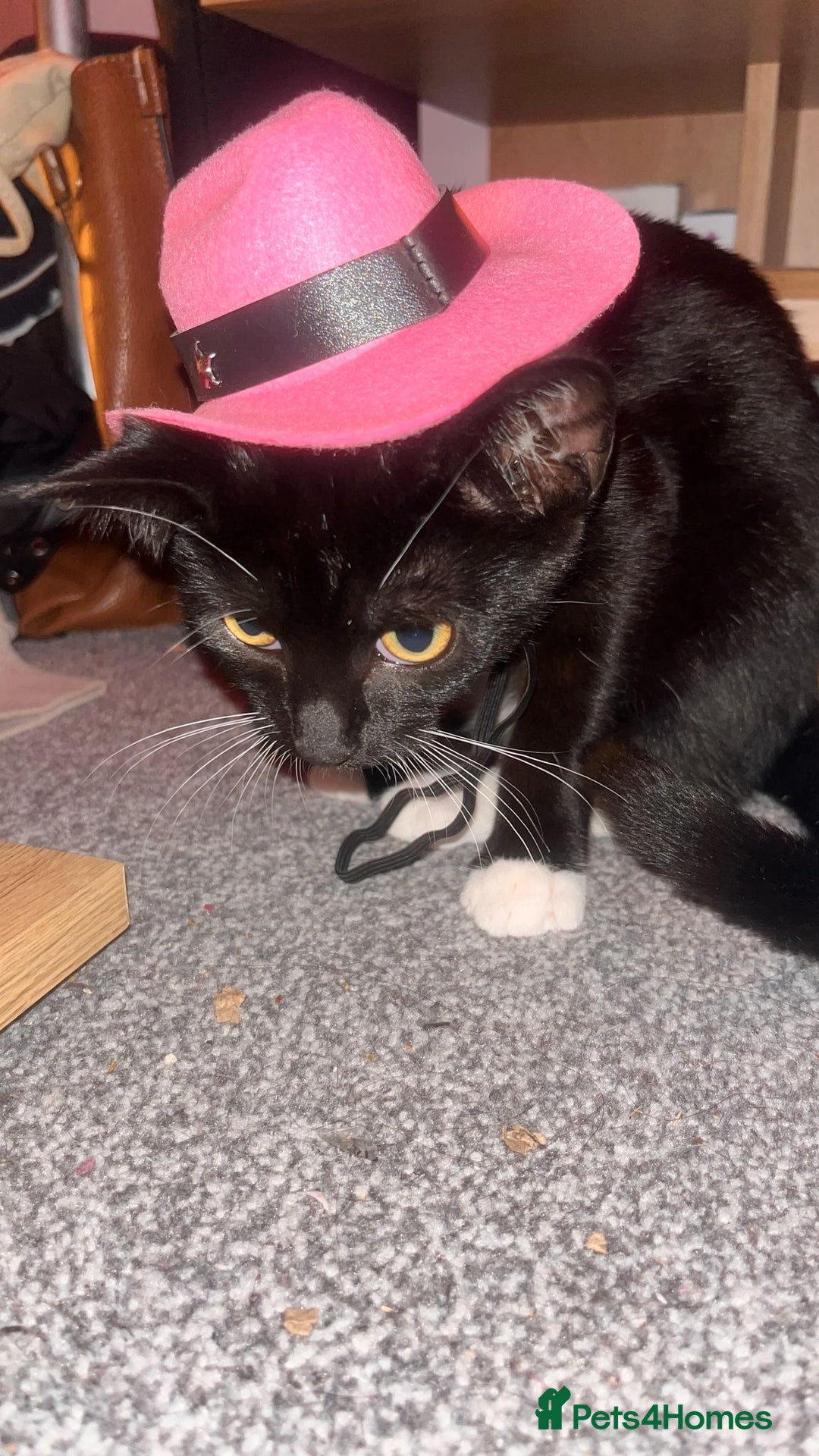 Mixed Breed cats for sale: Isha and Freya - Image 13