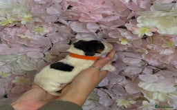 Beagle dogs for sale: KC Registered & Health Tested Puppies - Image 6