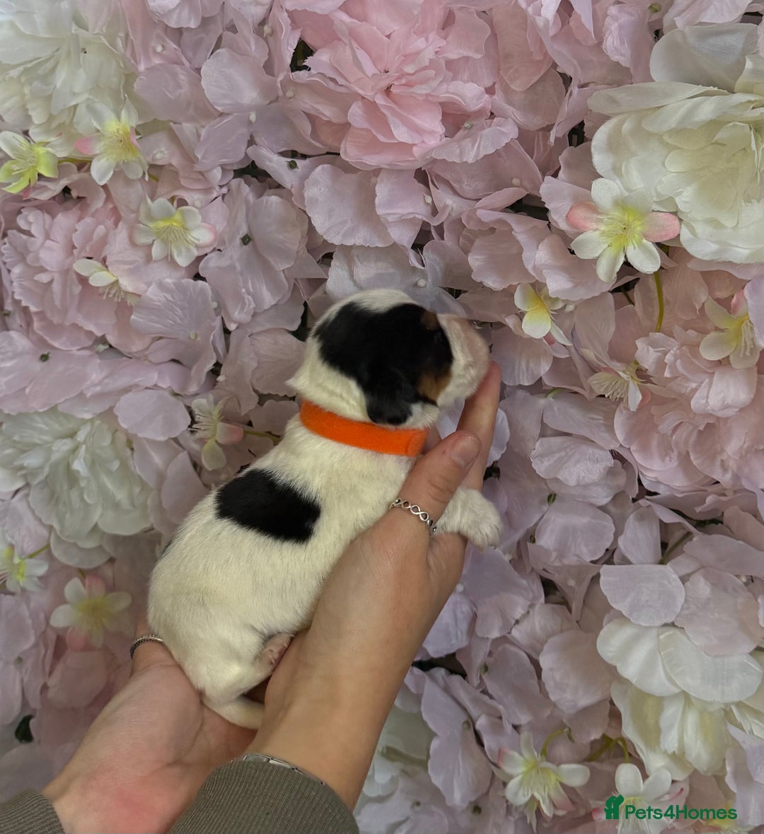 Beagle dogs for sale: KC Registered & Health Tested Puppies - Image 6