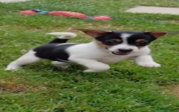 Jack Russell dogs for sale: Jack Russell pups for sale - Image 2