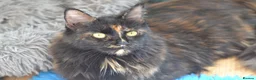 Maine Coon cats for sale: Tica Maine Coon Kittens available for reservation - Advert 4